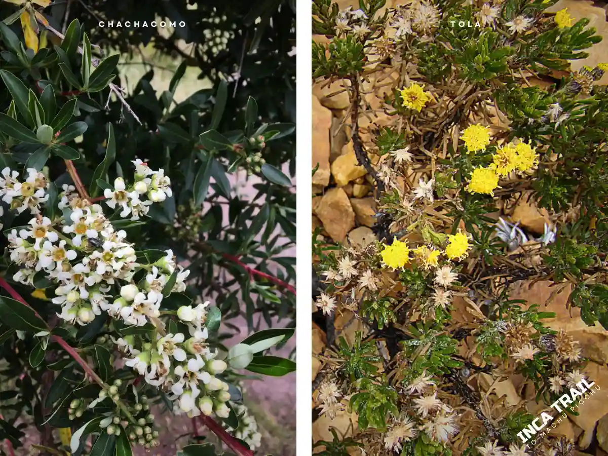 Discovering The Flora And Fauna In Lares Trek