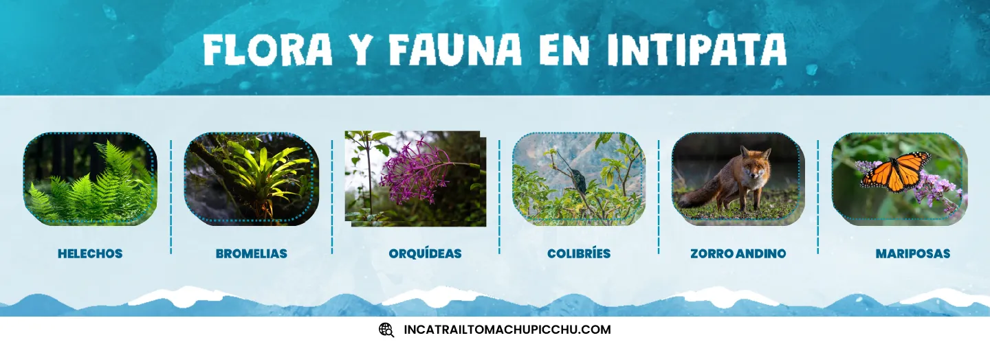 infografía con algunos de los más representativos ejemplares de flora y fauna en intipata como, helechos, bromelias, orquídeas, picaflores, zorros y mariposas.