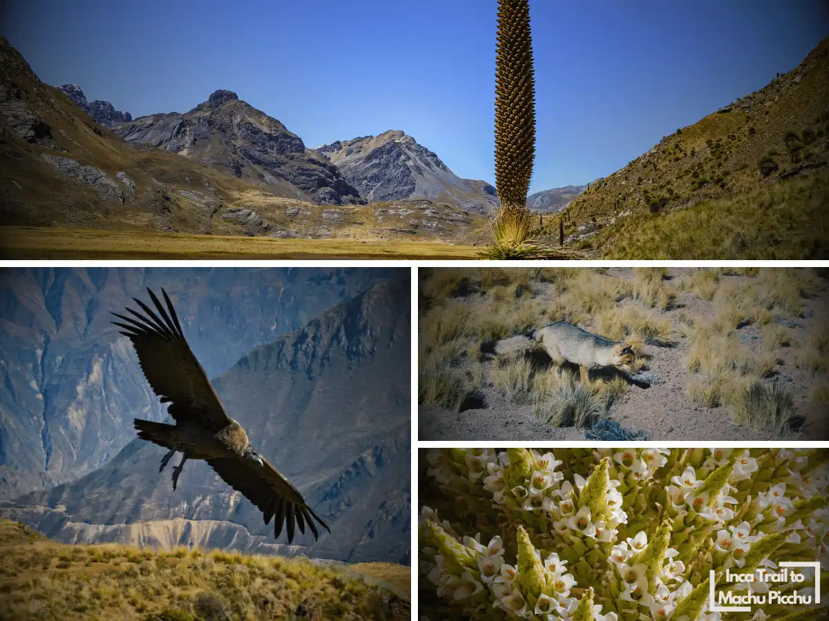 flora y fauna del waqrapukara trek, puya de raymondi, condor andino, zorro andino y helechos.